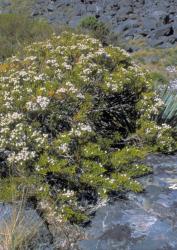 Veronica annulata. Habit. Wye Creek, Remarkables, Otago.
 Image: M.J. Bayly © Te Papa CC-BY-NC 3.0 NZ